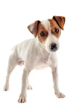 Jack russel terrier Foto stock