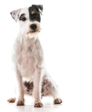 Jack russel terrier Stock Photos
