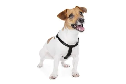 Jack Russel Terrier Stock Photos