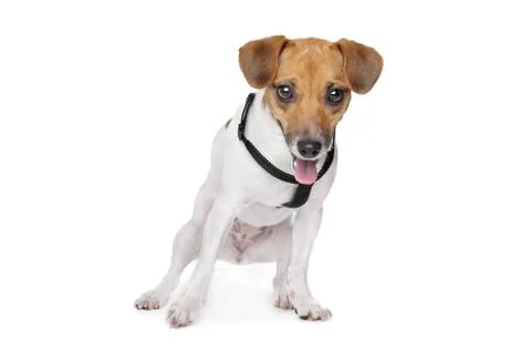 Jack Russel Terrier Stock Photos