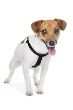 Jack Russel Terrier Stock Photos