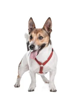 Jack Russel Terrier Stock Photos