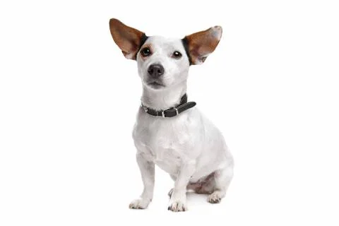Jack Russel Terrier Foto stock