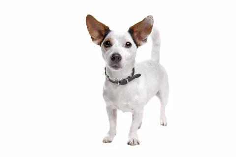 Jack Russel Terrier Stock Photos