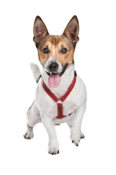 Jack Russel Terrier Stock Photos