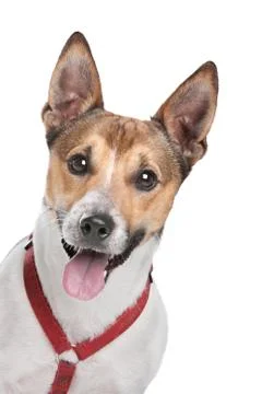 Jack Russel Terrier Stock Photos