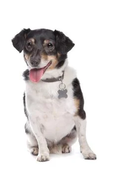 Jack Russel Terrier Stock Photos