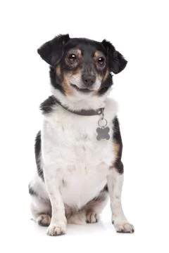 Jack Russel Terrier Stock Photos
