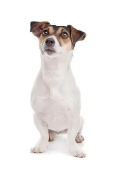 Jack russel Terrier Stock Photos