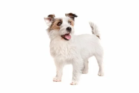 Jack russel Terrier Stock Photos