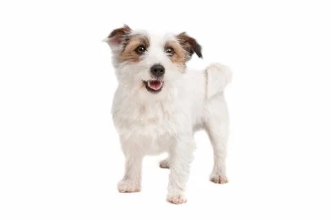 Jack russel Terrier Stock Photos