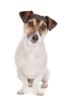 Jack russel Terrier Stock Photos