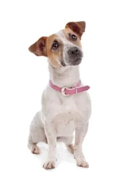 Jack russel Terrier Stock Photos