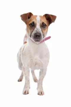 Jack russel Terrier Stock Photos