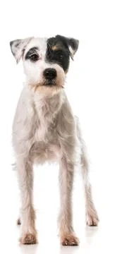 Jack russel terrier Stock Photos