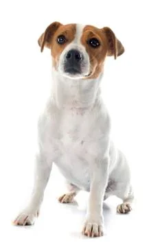 Jack russel terrier Stock Photos
