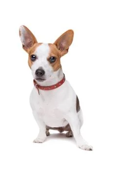 Jack Russel Terrier Stock Photos