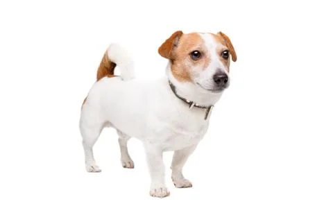 Jack Russel Terrier Stock Photos
