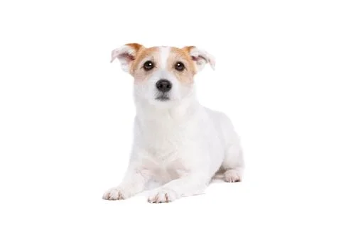 Jack Russel Terrier Stock Photos