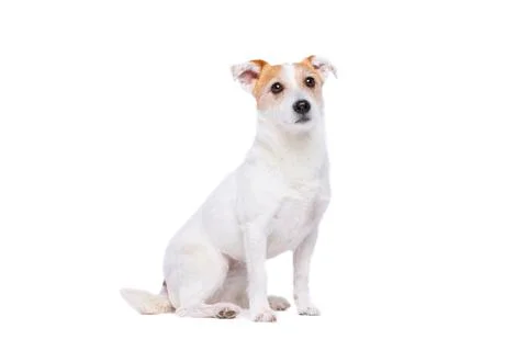 Jack Russel Terrier Stock Photos