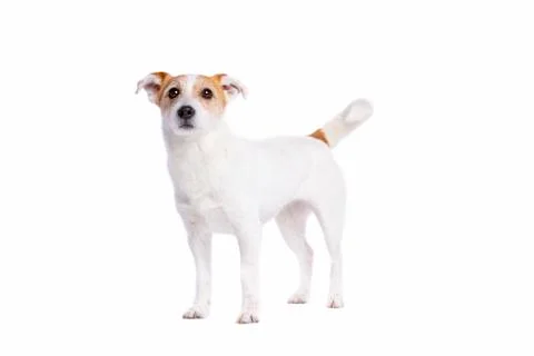 Jack Russel Terrier Stock Photos