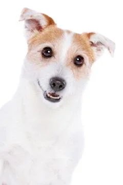 Jack Russel Terrier Stock Photos