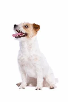 Jack Russel Terrier Stock Photos