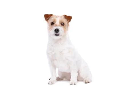 Jack Russel Terrier Stock Photos