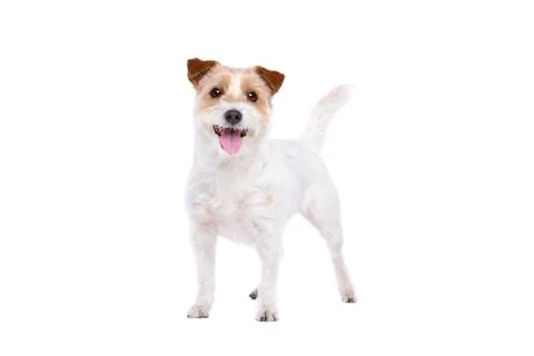 Jack Russel Terrier Stock Photos