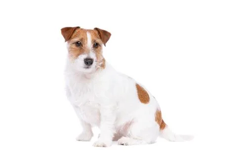 Jack Russel Terrier Stock Photos