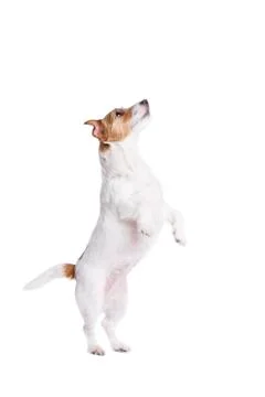 Jack Russel Terrier Stock Photos