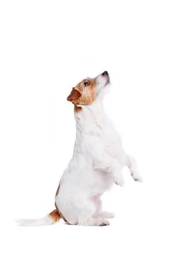 Jack Russel Terrier Stock Photos