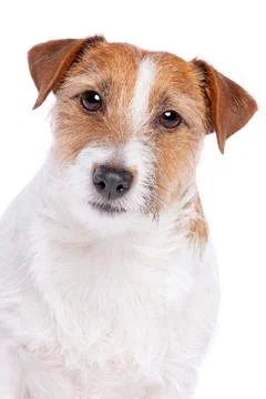 Jack Russel Terrier Stock Photos