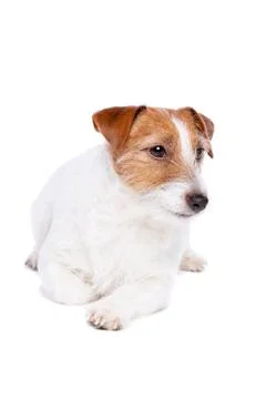 Jack Russel Terrier Stock Photos
