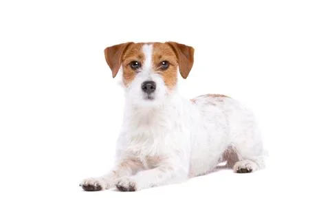 Jack Russel Terrier Stock Photos