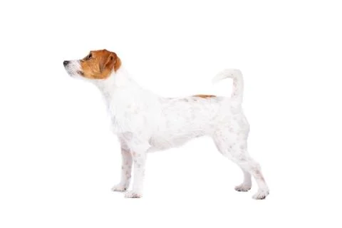 Jack Russel Terrier Foto stock