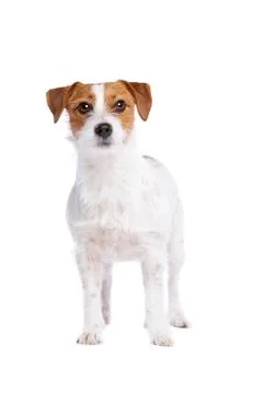 Jack Russel Terrier Stock Photos
