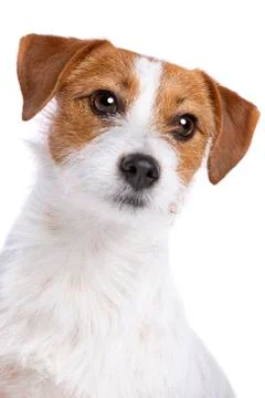 Jack Russel Terrier Stock Photos