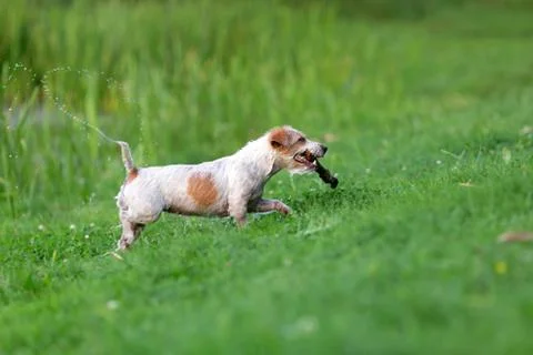 Jack russel terrier Stock Photos