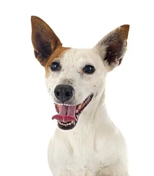 Jack russel terrier Stock Photos