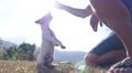 Jack Russel Terrier Playing Outdoor with Owner. Slow Motion HD Footage