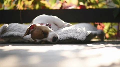 Jack russel terrier puppy sleeping 스톡 동영상 82260140