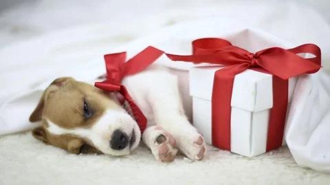 Jack russel terrier puppy sleeping Stock-Footage 82260280