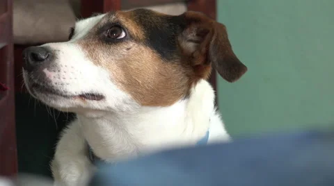 Jack Russel Terrier sitting and looking around and at camera 4k Stock Footage 52135772
