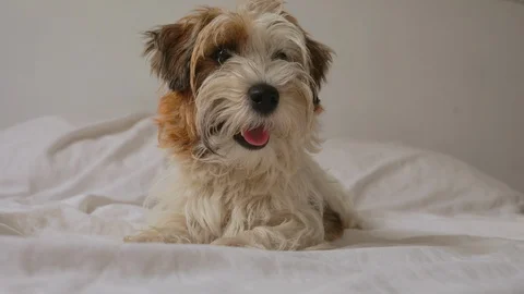 Jack russel terrier sitting on bad and play with ball in loft room fun animals Stock Footage 116339255
