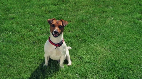Jack russel terrier sitting on the grass looking in camera slow motion Stock Footage 49965282