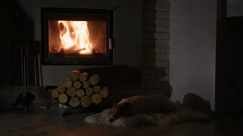Jack russel terrier sleeping Video stock 81800524