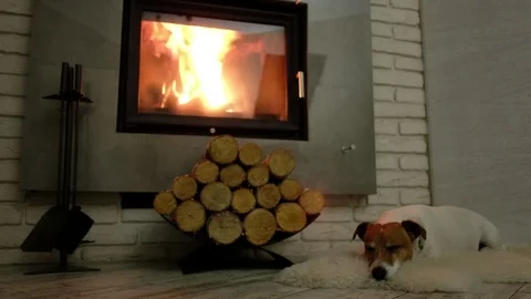 Jack russel terrier sleeping Video stock 81800561