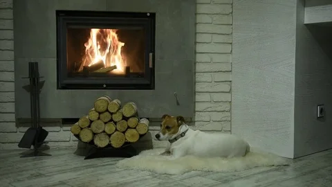 Jack russel terrier sleeping Stock Footage 81800576