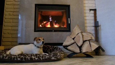 Jack russel terrier sleeping Stock Footage 100258696